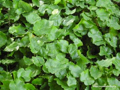 Epimedium perralderianum