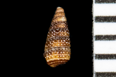 Cerithiopsis