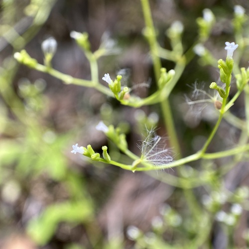 Pineland Valerian (Valeriana sorbifolia)