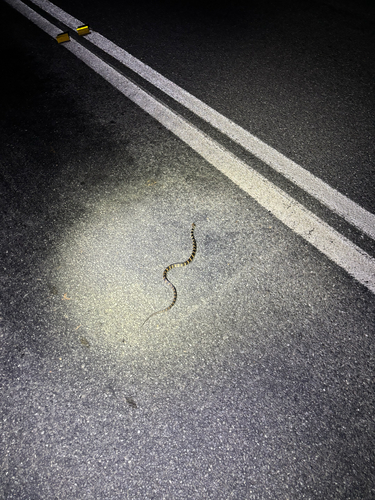 Stephens' Banded Snake sighting