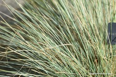 Helictotrichon sempervirens