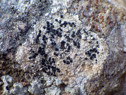 Representative image of Buellia leptoclinoides