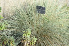Helictotrichon sempervirens