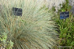 Helictotrichon sempervirens
