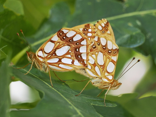 Queen of Spain Fritillary, photo 5 of 10
