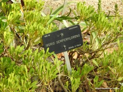 Iberis semperflorens