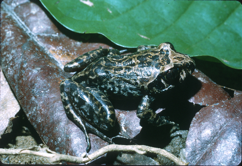Cameroon Range Night Frog, Astylosternus rheophilus