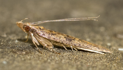 Dichomeris ligulella