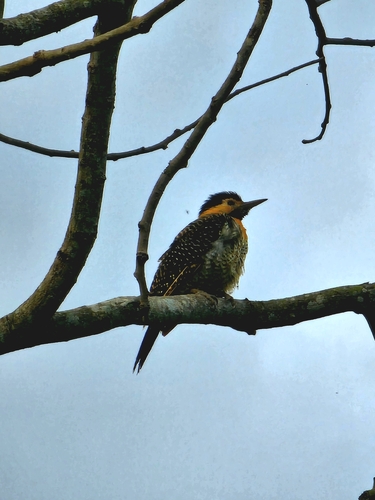 Campo Flicker