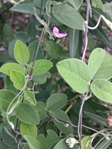 Florida Hammock Milkpea (Galactia striata)