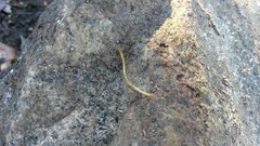 Schendyla nemorensis