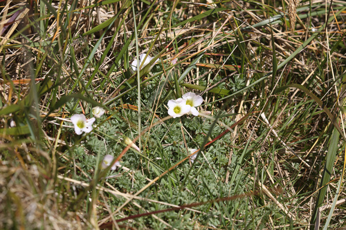 Scurvygrass woodsorrel (Oxalis enneaphylla)