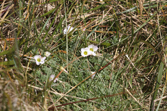 Oxalis enneaphylla