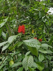 Pachystachys coccinea, photograph author not stated, no rights reserved