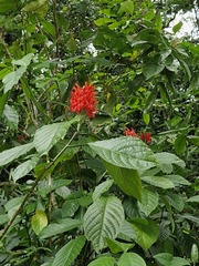 Pachystachys coccinea, photograph author not stated, no rights reserved