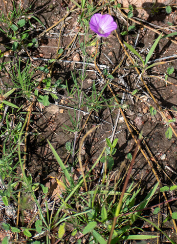 Ipomoea capillacea, photograph 3