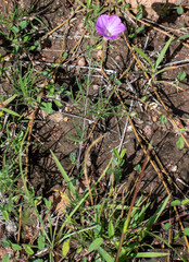 Ipomoea capillacea, photograph (c) Norma Piedra, some rights reserved (CC BY)
