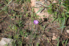 Ipomoea capillacea, photograph (c) Norma Piedra, some rights reserved (CC BY)