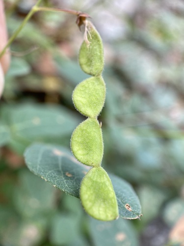 Graham's ticktrefoil (Desmodium grahamii)