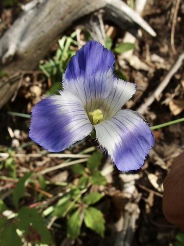 grand fringed gentian (Gentianopsis macrantha)