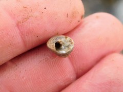 Calliostoma tricolor