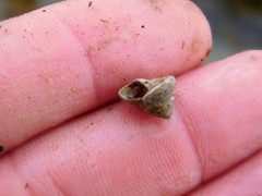 Calliostoma tricolor