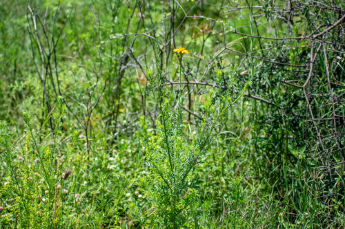 Adenophyllum cancellatum, photograph 1