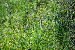 Adenophyllum cancellatum, photograph (c) Norma Piedra, some rights reserved (CC BY)