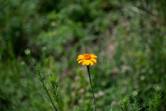 Adenophyllum cancellatum, photograph (c) Norma Piedra, some rights reserved (CC BY)