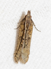 Dichomeris ligulella