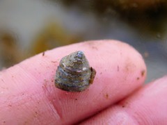 Calliostoma tricolor