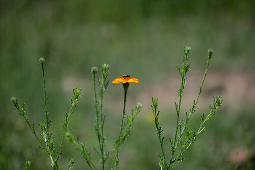 Adenophyllum cancellatum