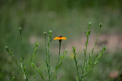 Adenophyllum cancellatum