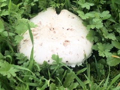 Agaricus campestris