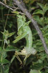 Staleochlora viridicata