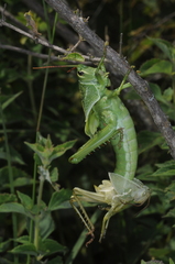 Staleochlora viridicata