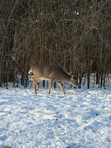 White-tailed Deer