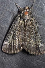 Catocala minuta