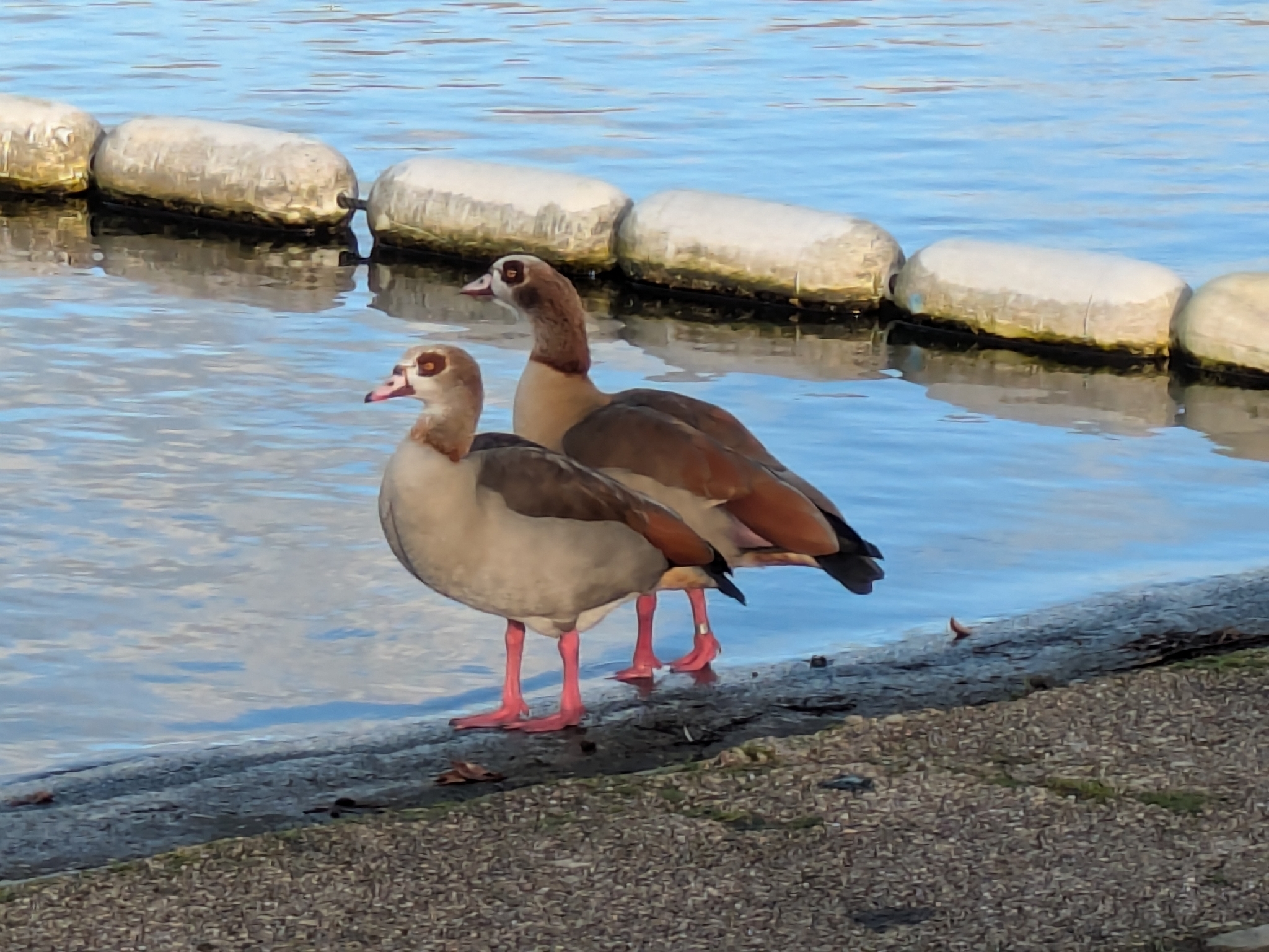 Alopochen aegyptiaca (Linnaeus, 1766)