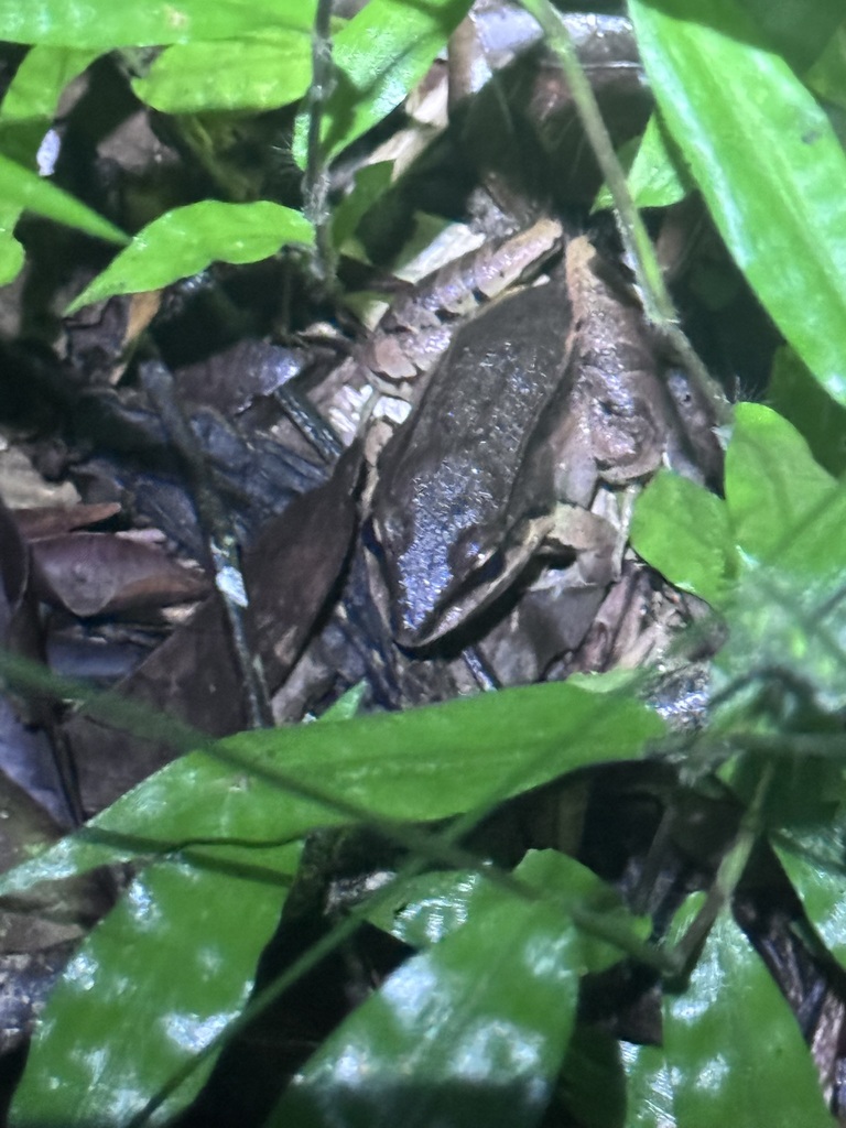 Madre de Dios Thin-toed Frog