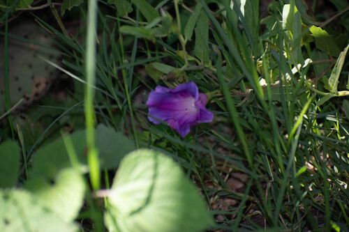 Ipomoea stans, photograph 6