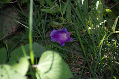 Ipomoea stans, photograph (c) Norma Piedra, some rights reserved (CC BY)