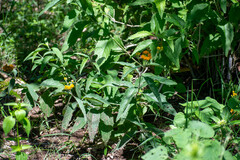 Verbesina serrata