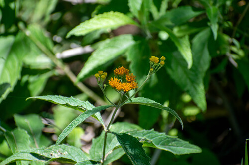 Verbesina serrata, photograph 1