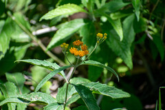 Verbesina serrata, photograph (c) Norma Piedra, some rights reserved (CC BY)