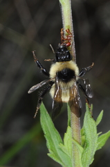 Bombus opifex