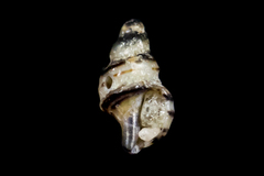 Ocinebrina