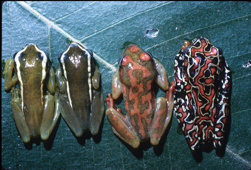 Riggenbach's Reed Frog