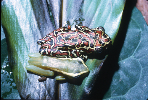 Riggenbach's Reed Frog