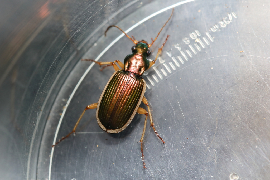 Chlaenius spoliatus